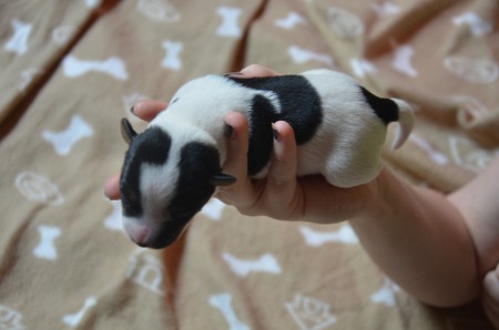 CLEOPATRA - eine PHARAONIN unter den Russells